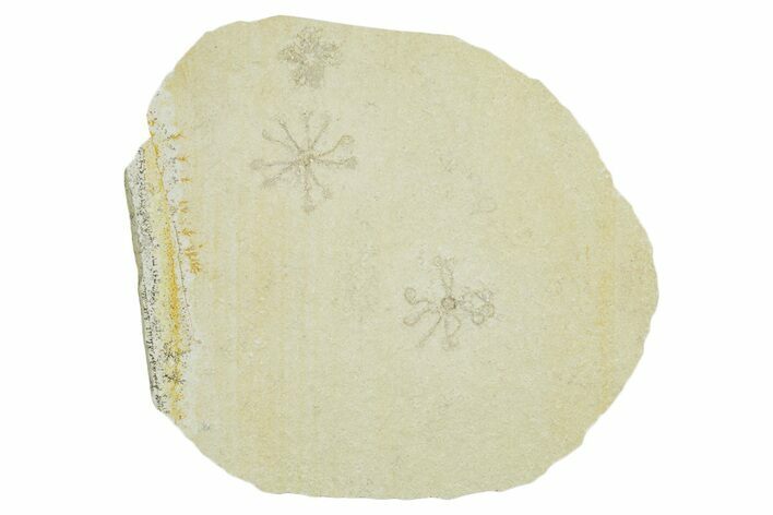 Two Floating Crinoid (Saccocoma) Fossils - Solnhofen Limestone #353563